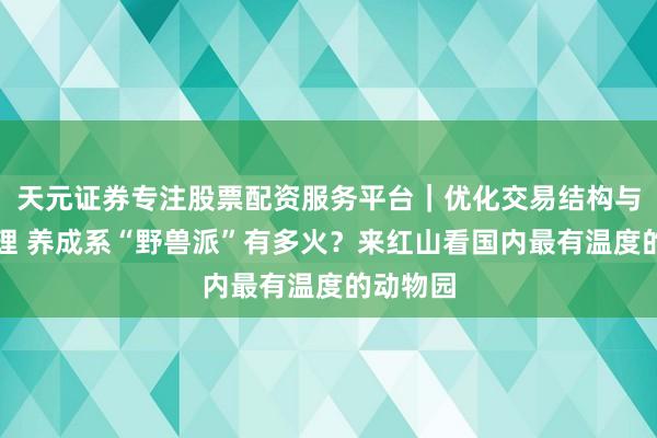 天元证券专注股票配资服务平台｜优化交易结构与资金管理 养成系“野兽派”有多火？来红山看国内最有温度的动物园